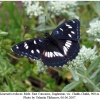 limenitis reducta male2